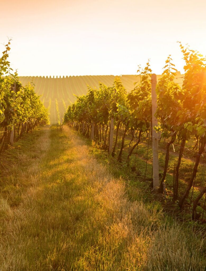 Rows of grapevines stretch into the distance under a warm, golden sunset. The light casts a vibrant glow over the lush green leaves and the grass-covered path between the vines, creating a serene and picturesque vineyard scene.