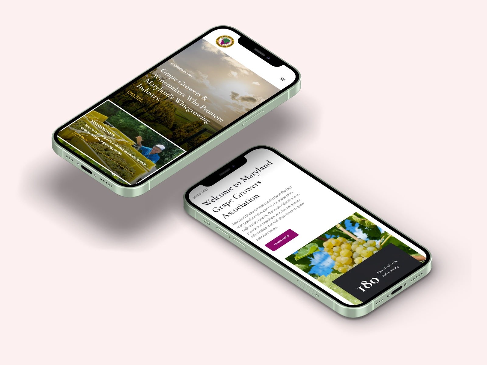 Two smartphones display a website about grape growing. One shows a vineyard image with text about grape cultivation in Maryland. The other displays a website welcome message, grape image, and 