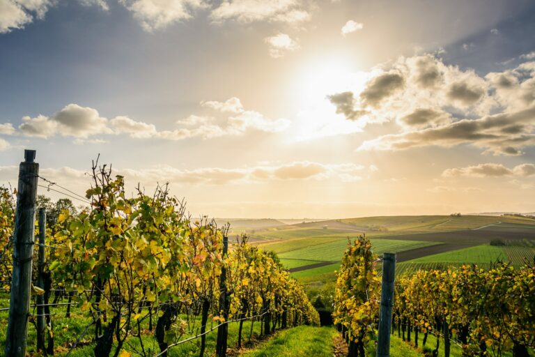 A sunlit vineyard stretches into the distance under a partly cloudy sky. Rows of grapevines with green and yellow leaves line the scene, with rolling farmland visible in the background. The sun casts a warm glow over the landscape.