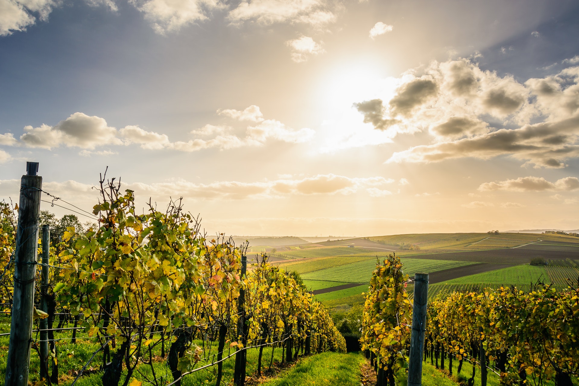 A sunlit vineyard stretches into the distance under a partly cloudy sky. Rows of grapevines with green and yellow leaves line the scene, with rolling farmland visible in the background. The sun casts a warm glow over the landscape.