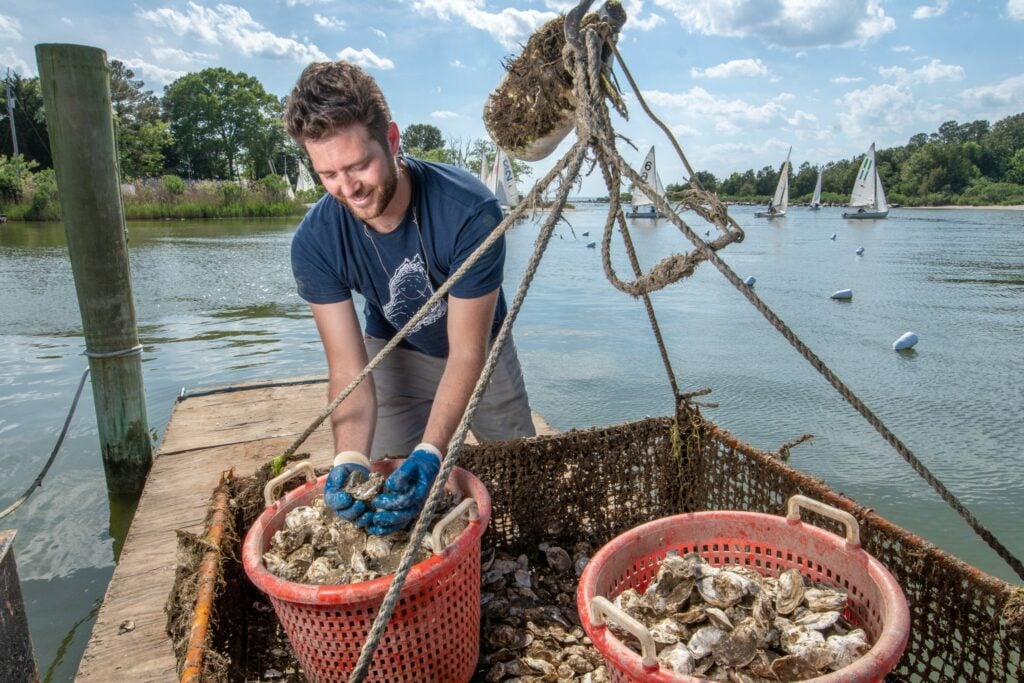 A person wearing gloves is standing on a dock, handling baskets of oysters. A body of water with sailboats and trees is in the background. The sky is partly cloudy.