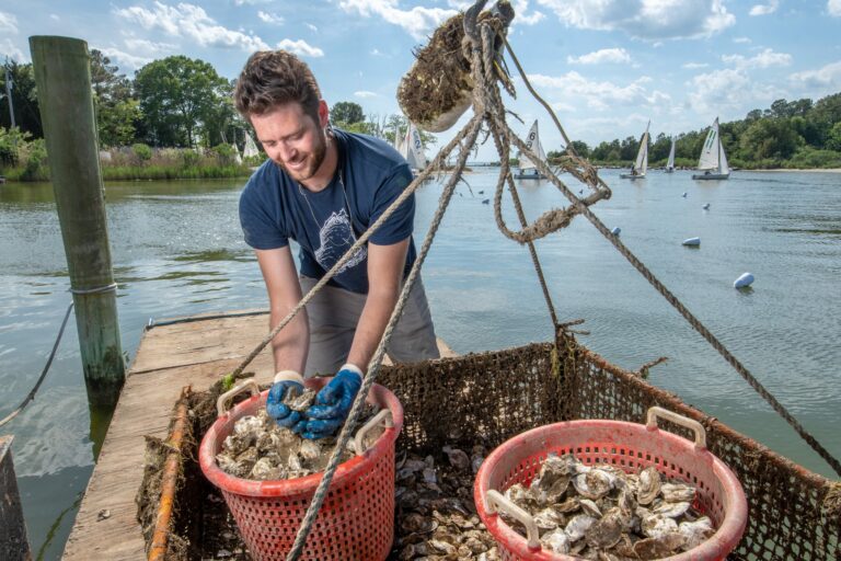 A person wearing gloves is standing on a dock, handling baskets of oysters. A body of water with sailboats and trees is in the background. The sky is partly cloudy.